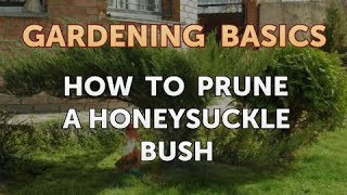 How to Prune a Honeysuckle Bush [upl. by Donaugh]