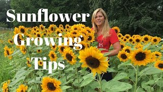 Sunflower Growing Tips [upl. by Shanna664]