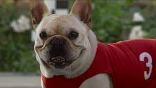 10 Funny Dog Commercials [upl. by Kilby]