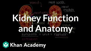 Kidney function and anatomy  Renal system physiology  NCLEXRN  Khan Academy [upl. by Dyann]