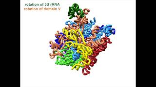 Eukaryotic Ribosome Assembly Supplemental Video 1 [upl. by Alexei]