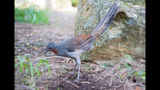 High Quality AUDIO Australian Lyrebird in the Wild  real song  calls [upl. by Warren]