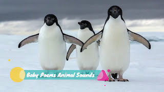 Penguin Sounds Effects [upl. by Narmak272]