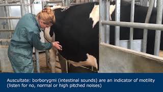 Abdominal examination in ruminants [upl. by Lanahtan]