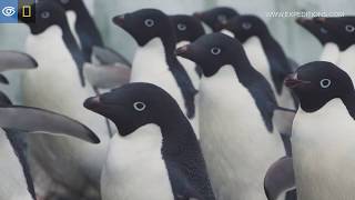 Penguin Sights amp Sounds  Antarctica  Lindblad ExpeditionsNational Geographic [upl. by Hammel]