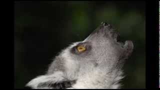 Lemur Sounds [upl. by Gadmann531]