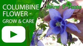 Columbine flower  grow and care Aquilegia plant [upl. by Bahner]