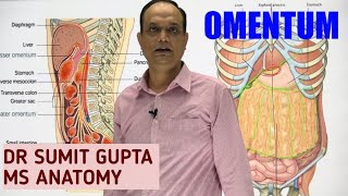 PERITONEUM Part 2  OMENTUM [upl. by Akital]