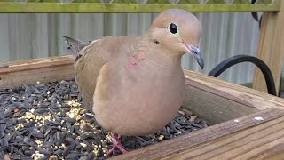 Mourning Doves Feeding Up Close [upl. by Ellivnarg]