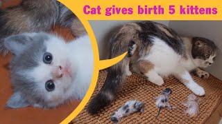 Cat Giving Birth Cat Gives Birth To 5 Kittens  Part 1 [upl. by Yatzeck762]