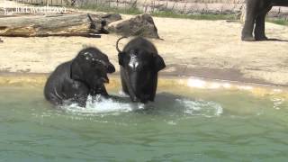 Fort Worth Zoos Baby Elephants Go for a Swim [upl. by Aver]