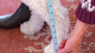 Ortho Dog  How To Measure Your Dog [upl. by Corell259]