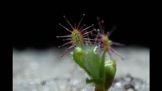 Drosera scorpioides gemmae timelapse [upl. by Schonthal522]