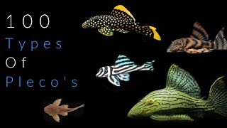 100 Types Of Pleco Fish [upl. by Aneeras379]