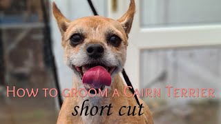 How to groom a Cairn Terrier [upl. by Roane]