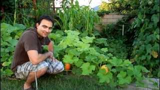 Butternut Squash Growing Tips [upl. by Attenwahs117]