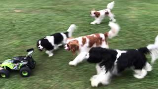 Cavalier King Charles Spaniels chasing cars [upl. by Yeslehc770]