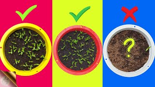 7 FATAL MISTAKES Why Seeds Not Germinating or Sprouting [upl. by Ress]