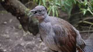 Lyrebird says quotNo sunblockquot [upl. by Eat]