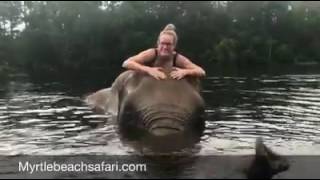 Swimming with Bubbles the Elephant  Myrtle Beach Safari [upl. by Colb]