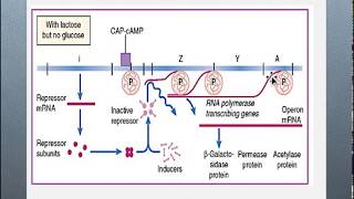 Molecular Biology Session 16 Regulation of Gene Expression p1 [upl. by Quincey238]