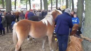 NeuZUIDLAREN PFERDEMARKT Film 2016 PaardenPferde  all Incl [upl. by Doykos]