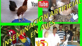 INSEMINACION ARTIFICIAL EN AVES [upl. by Hercules507]