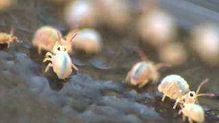 Collembola or Springtails [upl. by Yrrag]