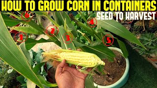 How To Grow Corn in Containers  WITH FULL UPDATES [upl. by Iroj250]