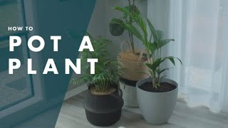 How To Pot A Plant  Bunnings Warehouse [upl. by Doris593]