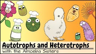 Autotrophs and Heterotrophs [upl. by Krischer]