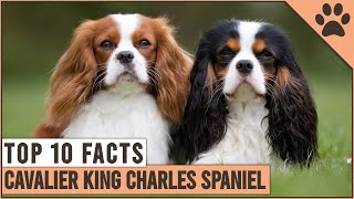 Cavalier King Charles Spaniel  Top 10 Facts [upl. by Alicea]