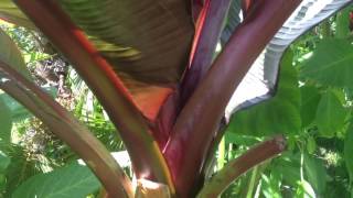 GARDENING GUIDE How to grow Bananas  The RED Abyssinian Banana  Ensete maurelii Banana Care Tips [upl. by Alyn]