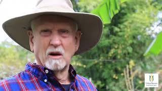 Growing Icecream Banana Trees with Dr Bob Randall [upl. by Anaujahs]