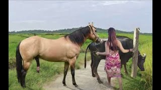 My sister training care her lovely horse in beginner 2021 [upl. by Annoyk663]