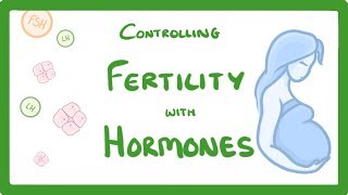 GCSE Biology  What is IVF How Does IVF Work and What Are The Risks IVF Explained 62 [upl. by Stacy]