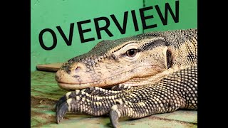 Asian Water Monitor Overview [upl. by Elmina]