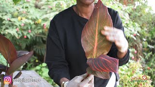 Beginners guide to Canna lily propagation  Dividing the tubers [upl. by Ybbed]