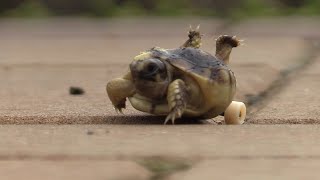 Baby Tortoise on Wheels Gets a Second Chance at Life  All Good [upl. by Durrett]