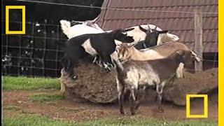 Fainting Goats  National Geographic [upl. by Cissiee309]