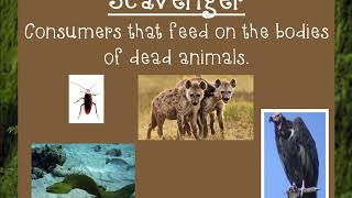 Producers Consumers Scavengers and Decomposers [upl. by Baler]