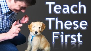 3 Easy Things to Teach your NEW PUPPY [upl. by Berlin169]