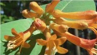 Gardening From Seeds  How to Plant Honeysuckle Seeds [upl. by Sly]