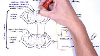 Sensory Tracts  Dorsal Column Medial lemniscus Pathway [upl. by Vachel786]