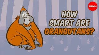 How smart are orangutans  Lu Gao [upl. by Nohsyar482]