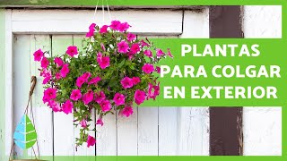 10 PLANTAS COLGANTES de EXTERIOR 🌸🌿 de Sol y de Sombra [upl. by Nudnarb]