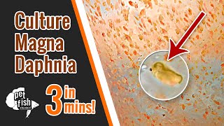 How to culture DAPHNIA MAGNA  The easy way [upl. by Hsirrehc]