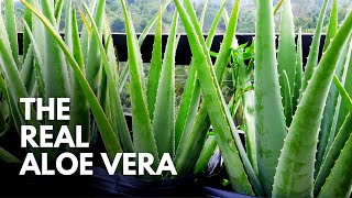 How To Identify The Real Aloe Vera Plant [upl. by Asial]