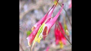 Plant portrait  Columbine Aquilegia canadensis [upl. by Lucas997]