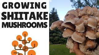 Growing Shiitake Mushrooms [upl. by Amy]